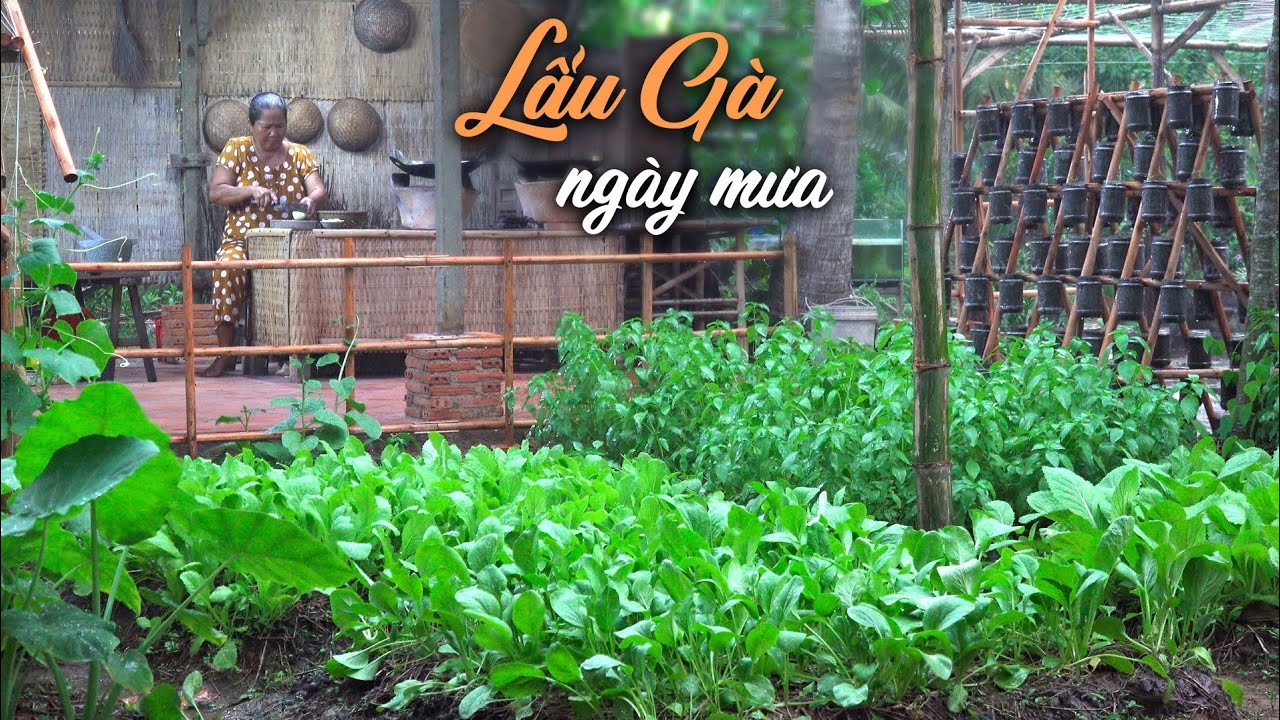 Thu hoạch rau, nấu lẩu gà lá é ngày mưa dầm